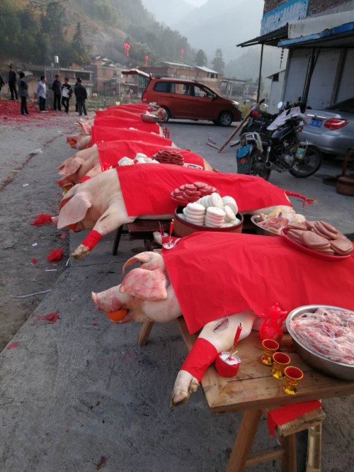 正月十六,做佛头的杀猪祭祀,而最引人注目的,全猪祭品,它们嘴里都